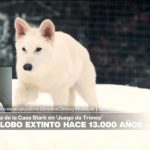 Científicos aseguran que "resucitaron" a emblemático lobo extinto hace unos 10.000 años