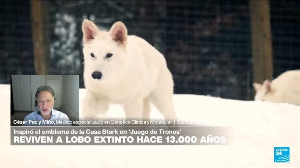 Científicos aseguran que "resucitaron" a emblemático lobo extinto hace unos 10.000 años