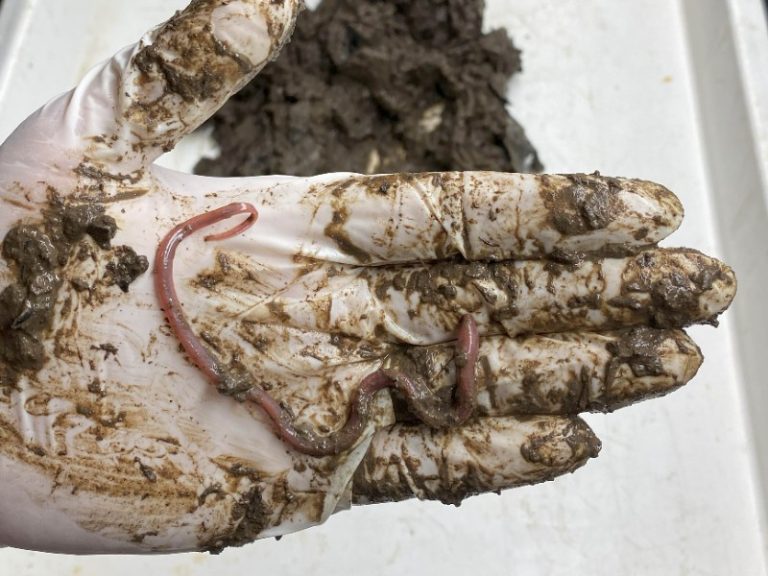 Descubren nueva especie de pez que vive en lodo