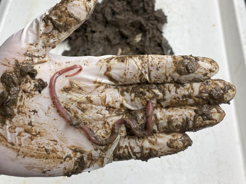 Descubren nueva especie de pez que vive en lodo