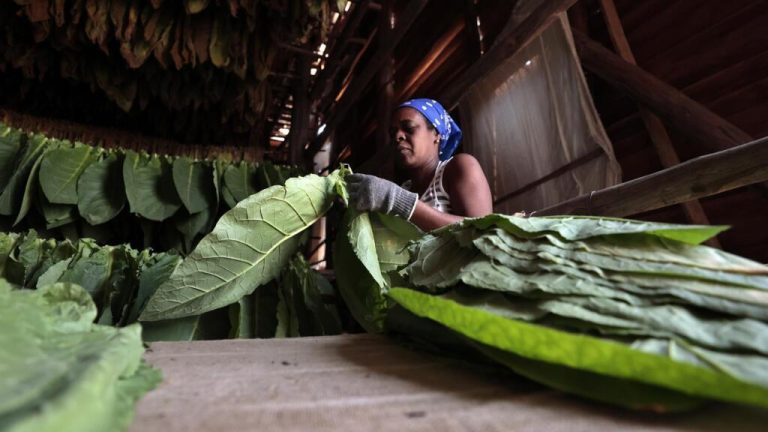 Pinar del Río, la meca del tabaco que resiste a la crisis en Cuba