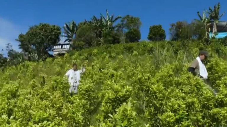 Gobierno de Colombia ofrece pagos históricos a campesinos para erradicar cultivos de coca