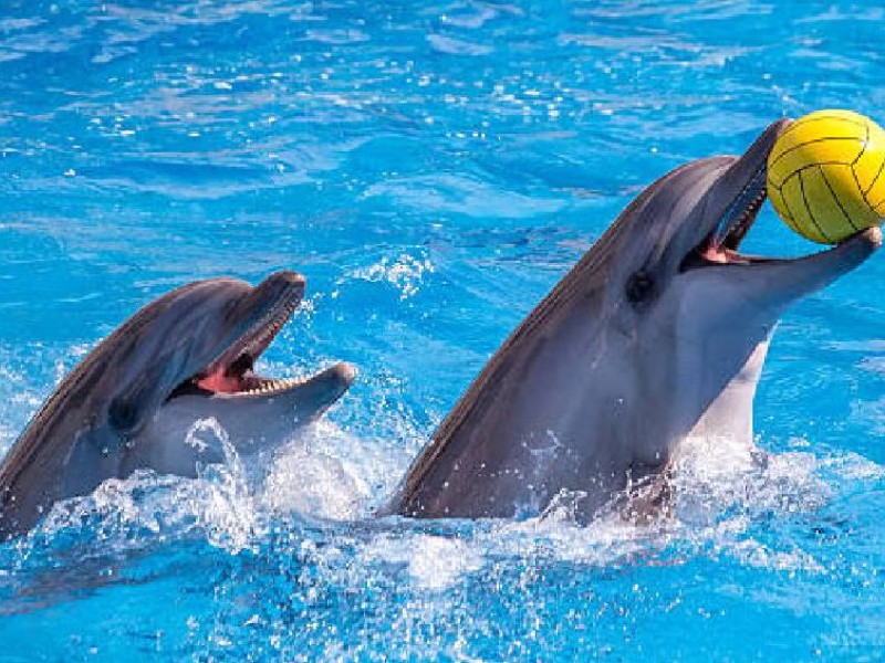 México prohíbe el uso de delfines y mamíferos marinos en espectáculos