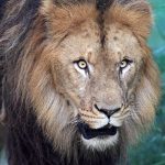 VIDEO: León en fuga, niños heridos y una ciudad en alerta