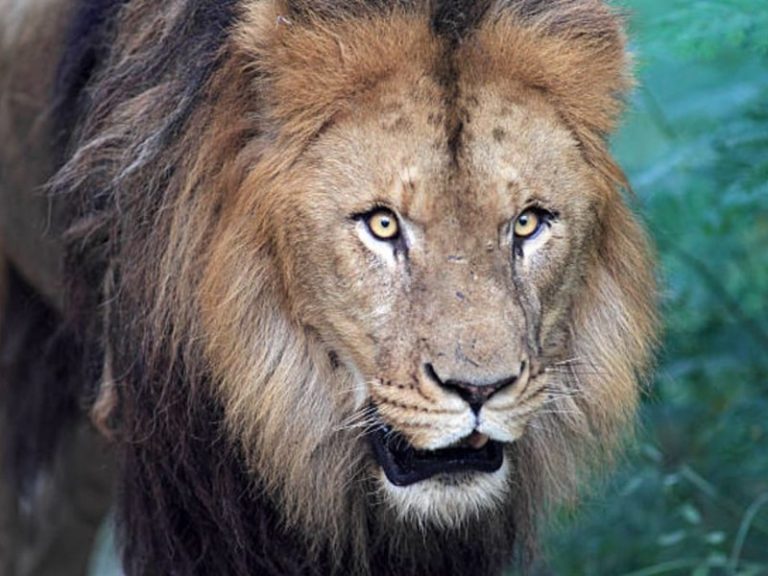 VIDEO: León en fuga, niños heridos y una ciudad en alerta